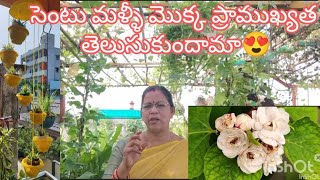 Gulbahar plant care #gardenig #cooking#gardenideas # సెంటు మల్లె మొక్క