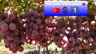 🇹🇷🍇 Turkey Fruit Export grapes From sample farmers less than 💲1