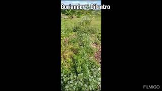 Mustard, Dill, Coriander/Cilantro and Justicia adhatoda are the four plants in the video