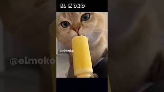 Gatos Graciosos 71 2023 #shorts #viral #viralshorts #funny #memes #mascotas #animals #2023 #cat