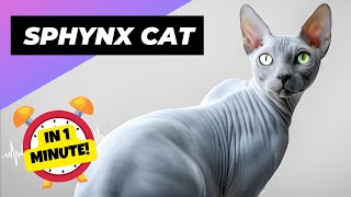 Sphynx Cat - In 1 Minute! 🐱 One Of The Most Expensive Cats In The World | 1 Minute Animals