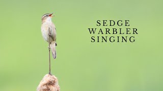 Sedge Warbler Singing