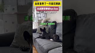 當家裏養了一隻葵花鸚鵡，從此跟安靜說bye bye  網友：鳥界「哈士奇」 #搞笑