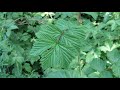 forage wantage meadowsweet