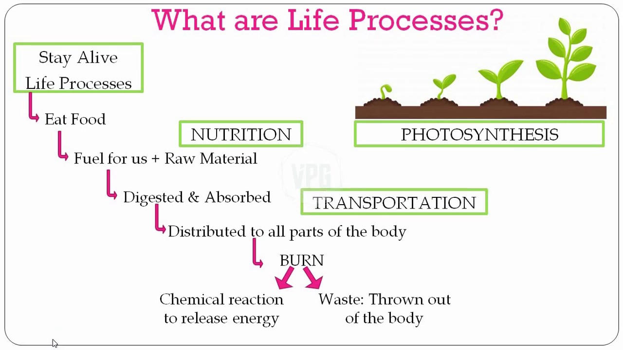 Class 10 | CBSE | BIOLOGY | Life Processes | Part 01 | - YouTube