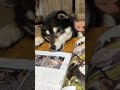 シバマルに載ってて興奮する柴犬