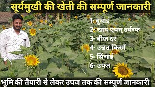 सूरजमुखी की खेती।।सूरजमुखी की खेती कैसे करे।।sunflower cultivation।surajmukhi ki kheti kaise kare