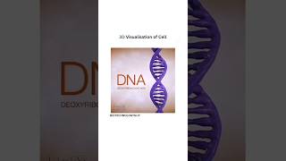 DNA And Genes and chromatin material and #chromosomes# #science