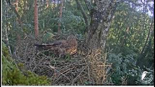 Laila Mazais ērglis (Clanga pomarina), ligzda bērzā, Zemgale Lesser spotted eagles, Zemgale, Latvia