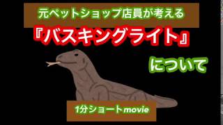 爬虫類 バスキングライトについて『1分ショートムービー』