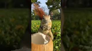 ココナッツを食べるリス-squirrel-