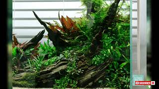 Cryptocoryne parva