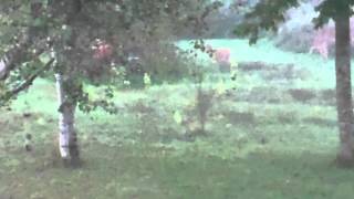 Doe w/ Two Fawns 1 Sep 12 @ 0615