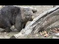 【wombat】グラビアポーズのフクちゃん☆ pose for a picture