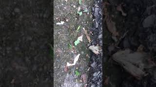 ハキリアリ Leafcutter ants