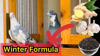 How to protect Racing Pigeons from Cold in Winter