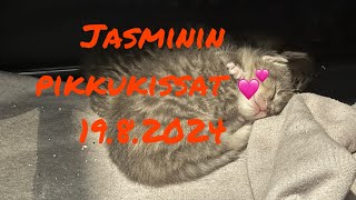 Jasmin kissan pienet. Jasmin hoitaa pieniä malikkaasti aamuin illoin❤️