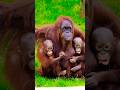 Incredible Orangutan Mom- Carrying 2 Babies! #shorts