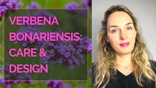 VERBENA BONARIENSIS: Care and design I Garden design with Verbena bonariensis I Garden designer tips