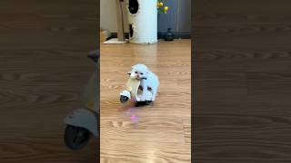 part 1 🤠😇Lovely animal #funny #cat #cute #motor #shortfeed #babyvideos