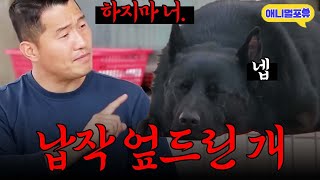 [주유소 2부] 미친 듯이 싸우던 개, 강형욱이 교육하자 바로 바뀐다 ㄷㄷ I KBS 개는 훌륭하다 210510 방송