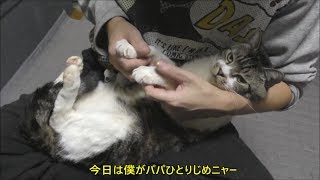 パパの抱っこで幸せそうにゴロゴロ喉を鳴らす猫リキちゃん☆甘えん坊猫【リキちゃんねる　猫動画】Cat videos キジトラ猫との暮らし