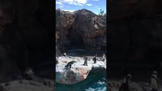 2017.10.23大洗水族館ペンギン