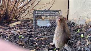 Humane Rat Trap | Rat Getting Trapped