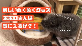 【さらなる】モルモットのポポロさん、新しいぬくぬくグッズをもらう【寒さ対策】