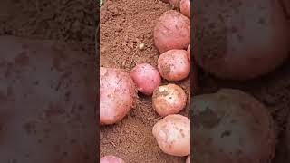 ഉരുളക്കിഴങ്ങ് വിളവെടുപ്പ്/Potato Harvest/Harvesting Potatoes/Urulakizhangu Vilaveduppu/#shorts