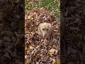 Cooper in the leaves #puppy #goodtimeswiththegoodguys #goldenretriever #cute