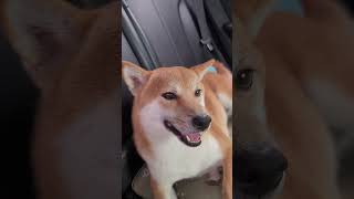 可愛柴犬小芋圓🐶坐車車出門玩就是開心！🥰笑容好可愛😍💕💕#shorts #shibainu #shibalove