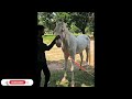 kathiyawari gelded horse for sale in vellore வேலூரில் கத்தியவாரி ஆண் குதிரை விற்பனைக்கு உள்ளது