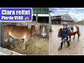 Clara lernt reiten 🐴 6 Monate Reitunterricht | Galopp üben & Pony putzen | Pferde VLOG | Mamiseelen