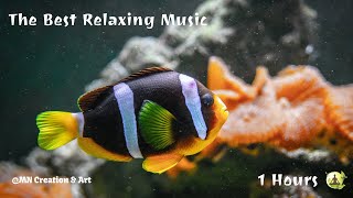 The Best Aquarium Relaxing Music | Relaxing Sounds for Deep Relaxation and Stress Relief