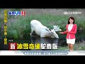 20170817【新聞9是狂】猛！ 受困車外 爆氣肌肉哥一秒解鎖｜主播 廖婕妤｜三立新聞台