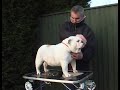 english bulldog breed standards