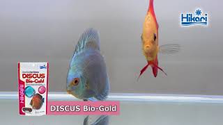 DISCUS Bio-Gold 【KYORIN,HIKARI,Tropicalfish Diets】