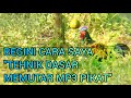 🐓Trik pikat mp3 | berburu ayam di sawah