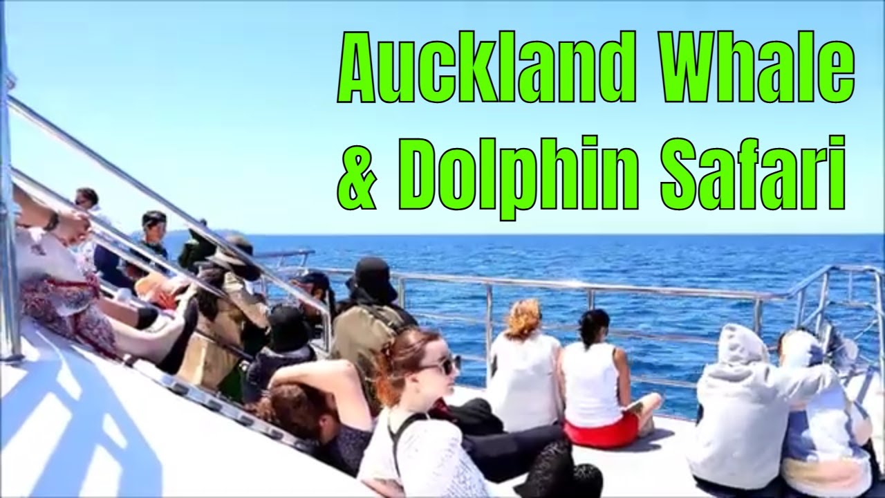 Auckland Whale And Dolphin Safari - YouTube