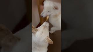 姉に文句を言う妹 #shorts #柴犬多頭飼い #柴犬 #白柴 #豆柴 #豆白柴 #柴犬子犬 #パピー #おもしろ動画犬 #がうがう #ワンプロ #かわいい犬