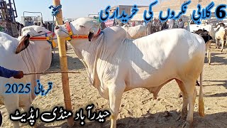 Gulabi Nukron Ki Purchasing  | Hyderabad Mandi update | Sindhi Cattle Market | 8 January 2025