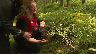 Ont om svamp i torra skogar - Nyheterna (TV4)