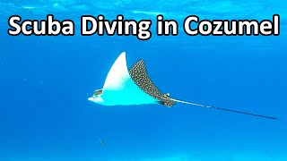 [4K] Scuba diving in Cozumel, Mexico with Dressel Divers 🇲🇽