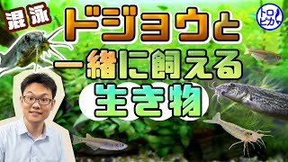 ドジョウと一緒に飼える生き物は？魚・エビ・貝など6種紹介！初心者さんでも楽しめます