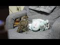 ぬいぐるみと初対面したフクロウ◆コキンメフクロウのハミィ◆ little owl hamy meets a stuffed animal