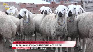 ZİRAİ HAYVANCILIK/HAYMANA-ANKARA/AK KARAMAN KOYUN YETİŞTİRİCİLİĞİ