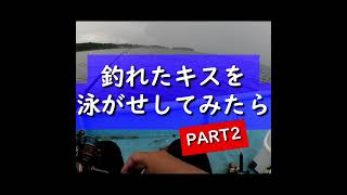 【船釣り】釣れたキスを泳がせしてみたらPART2 #shorts #釣り #fish