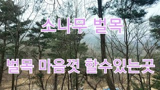 벌목 1천 500평 임의벌체 산소  주변10m 임의벌목 참나무장작 아카시아 장작특징 만들기 요령 농업 임업후계자 벌목 주의사항 불멍장작 소나무 반출금지 벌금 천만원 시골생활 정보