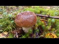 Boletus mushrooms madami na🇫🇮🇫🇮🍄🍄 #porchini #pennybun #birchboletes